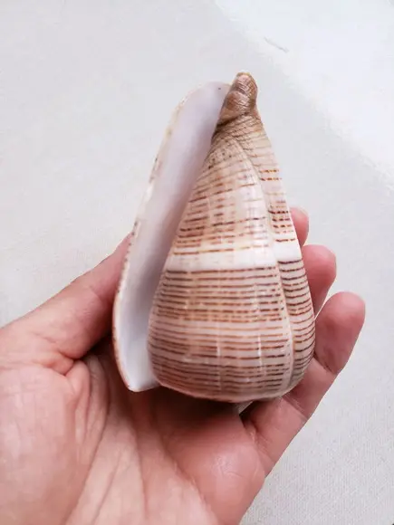 Concha do mar Conus figulinus 05
