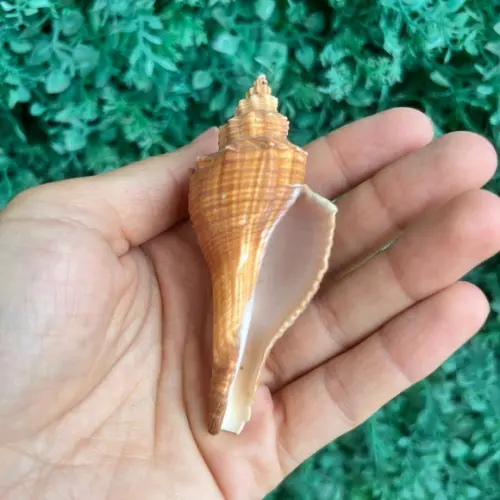 Concha do Mar Conus Cod 86