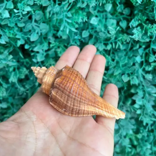 Concha do Mar Conus Cod 86