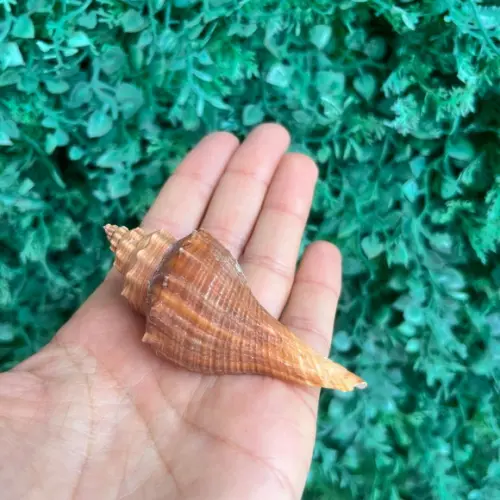 Concha do Mar Conus Cod 87
