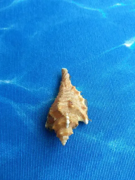 Concha do Mar Cymatium femorale 12