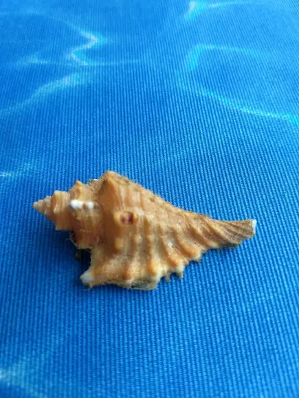Concha do Mar Cymatium femorale 12