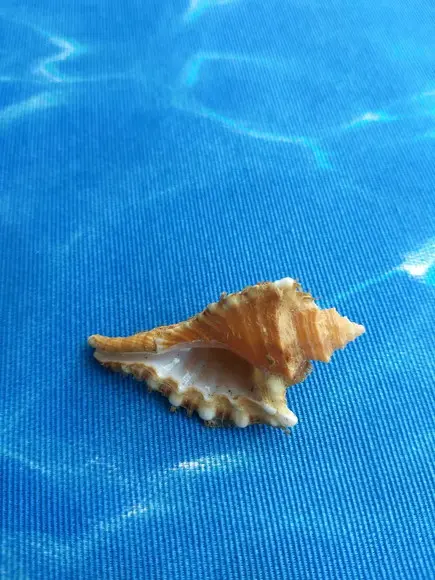 Concha do Mar Cymatium femorale 12