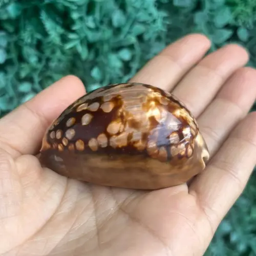 Concha do Mar Cypraea Mauritiana 01