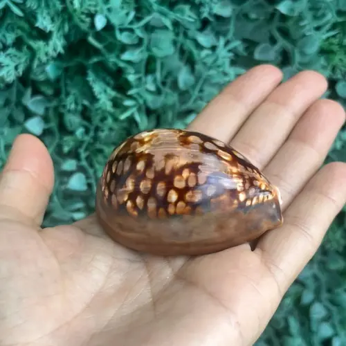 Concha do Mar Cypraea Mauritiana 01