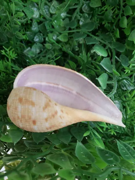Concha do mar Ficus gracilis cod 24