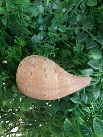 Concha do mar Ficus gracilis cod 24