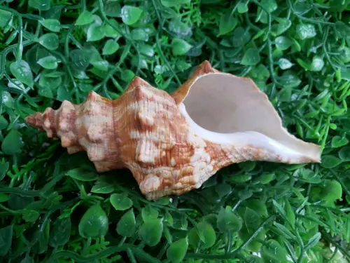 Concha do Mar Fusinus Cod 22