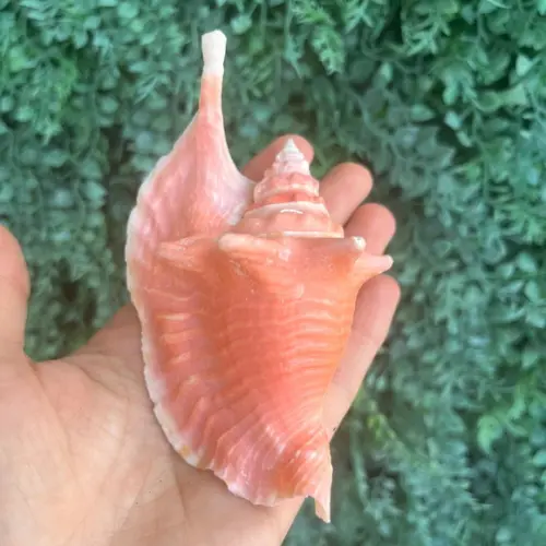 Concha do Mar Galus Cod 08