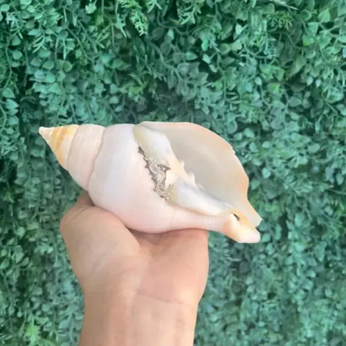 Concha do Mar G Cod 03 Fasciolaria Tulipa