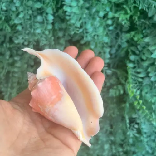 Concha do Mar Galus Cod 09