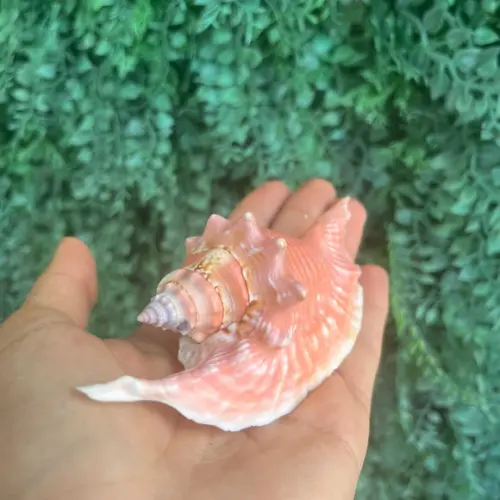 Concha do Mar Galus Cod 09
