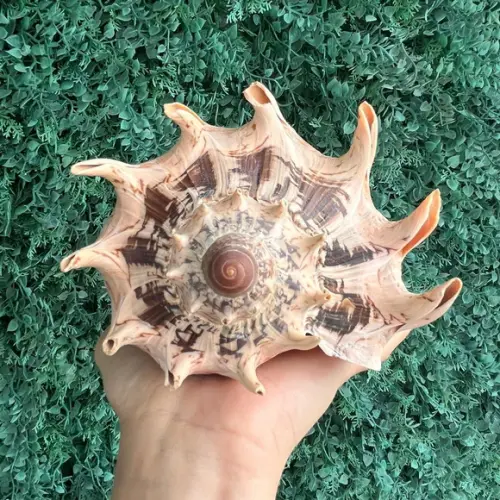 Concha do Mar Imperialis 01