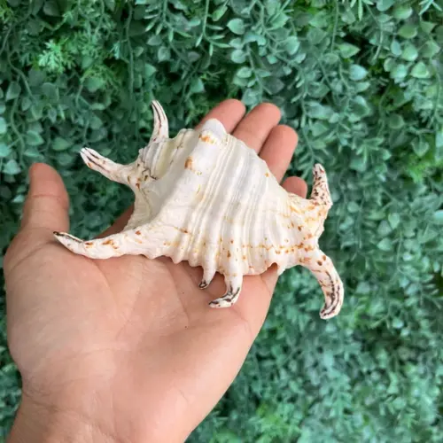 Concha do Mar Lambis 02