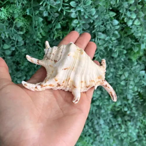 Concha do Mar Lambis 04