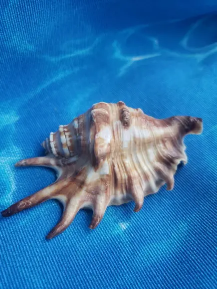 Concha do mar lambis 21
