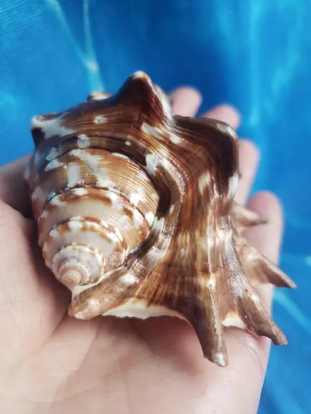 Concha do mar lambis 12