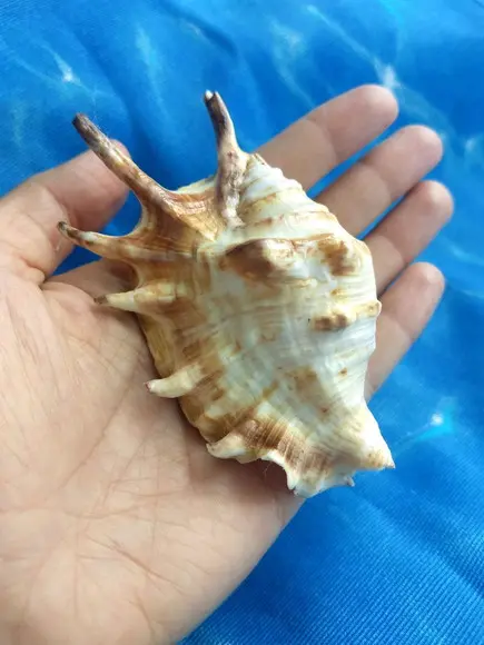 Concha do mar lambis 23
