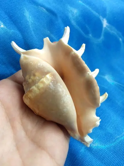 Concha do mar lambis 22