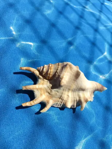 Concha do mar lambis 27