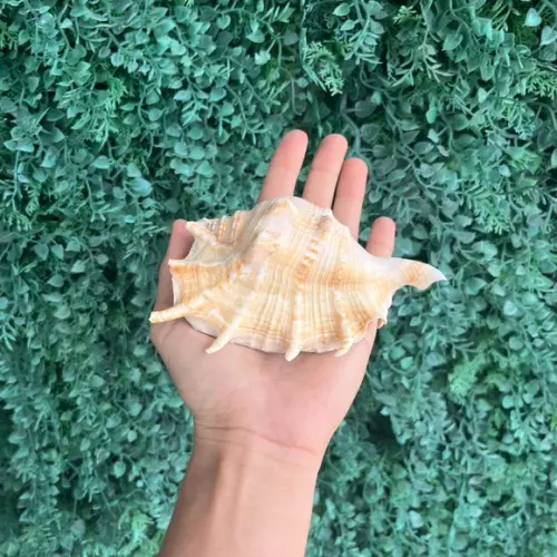 Concha do Mar Lambis 30