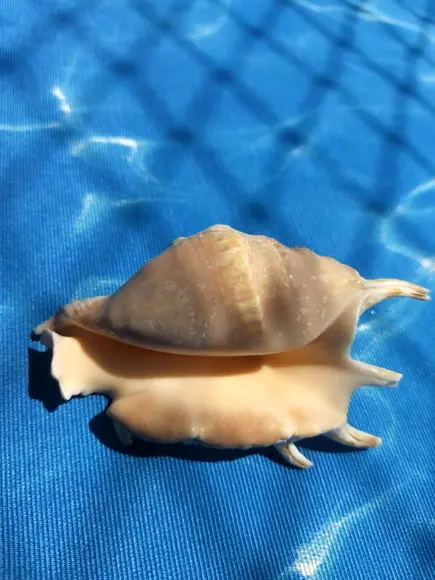 Concha do mar lambis 27