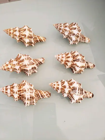 Concha do Mar latirus