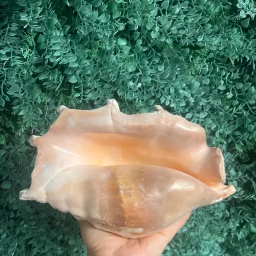 Concha do Mar Lambis G Cod 2