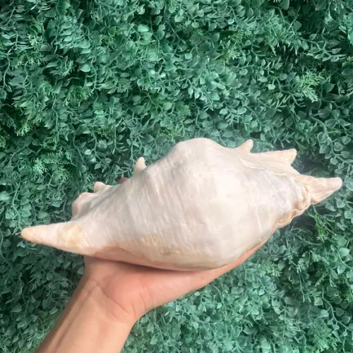 Concha do Mar Lambis G Cod 2