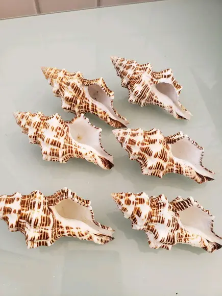 Concha do Mar latirus