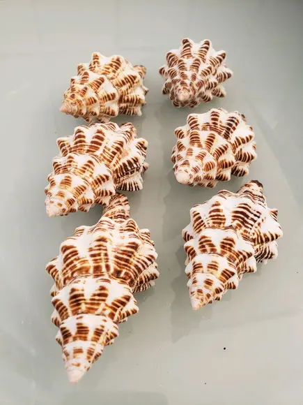 Concha do Mar latirus