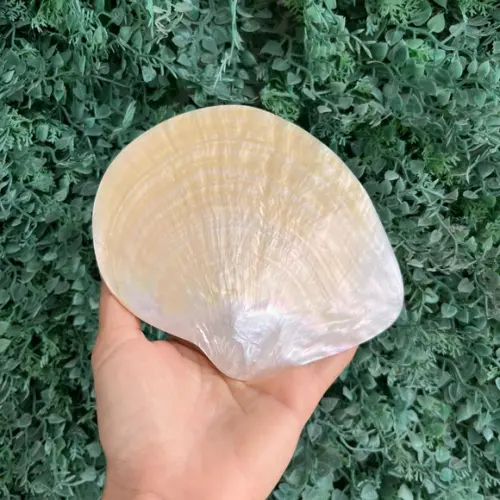 Concha do Mar Madre Pérola Cod 03