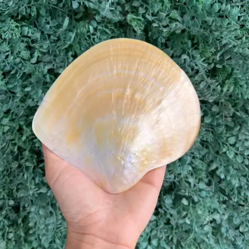 Concha do Mar Madre Pérola Cod 02
