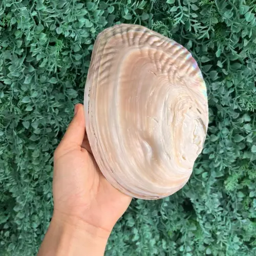 Concha do Mar Madre Pérola Cod 10