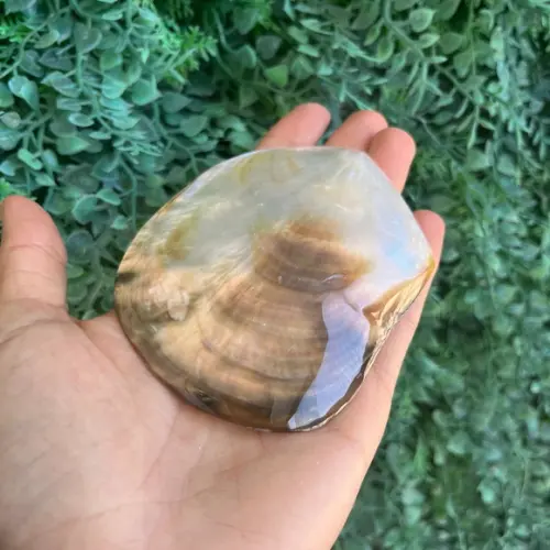 Concha do Mar Madre Pérola Cod 88