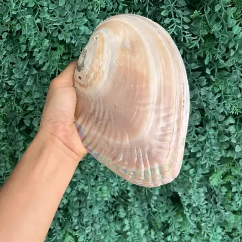 Concha do Mar Madre Pérola Cod 10