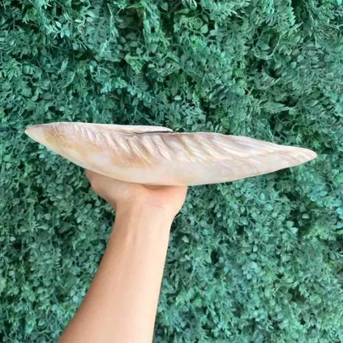 Concha do Mar Madre Pérola Gg Cod 07 30 cm