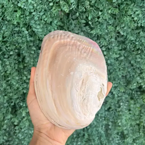Concha do Mar Madre Pérola m Cod 01