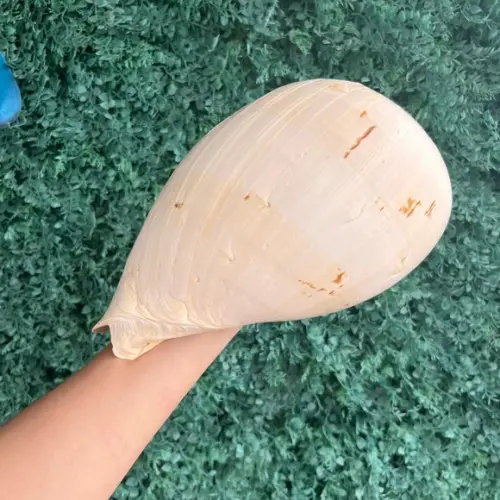 Concha do Mar Melo G 01