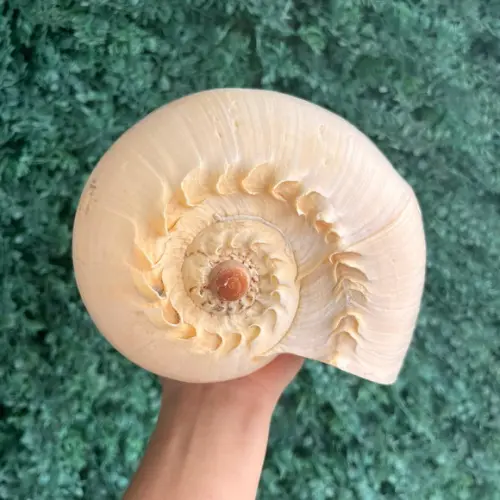 Concha do Mar Melo G 02