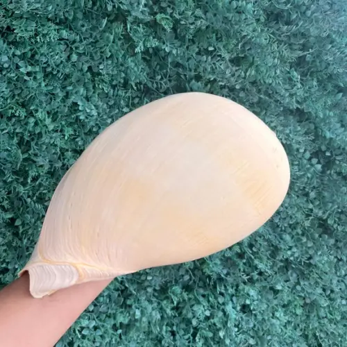 Concha do Mar Melo G 02