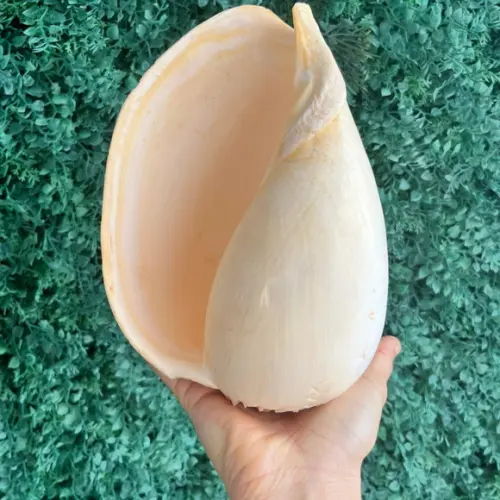 Concha do Mar Melo G 03