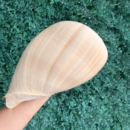 Concha do Mar Melo G 08
