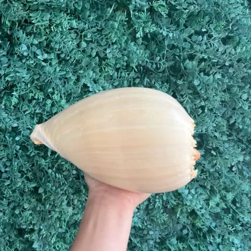 Concha do Mar Melo G 05