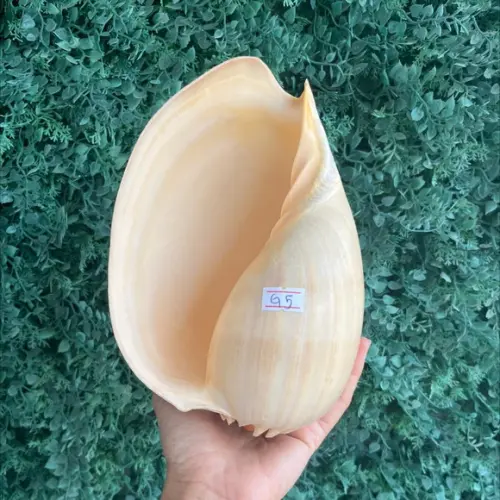 Concha do Mar Melo G 05