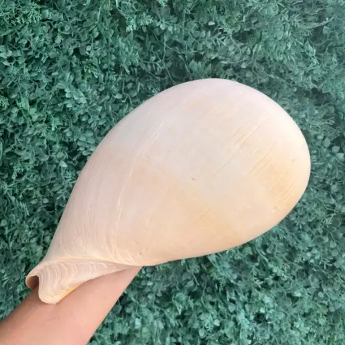 Concha do Mar Melo G 04