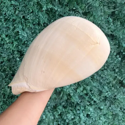 Concha do Mar Melo G 10