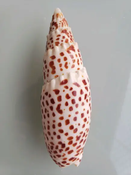 Concha do mar Mitra Papalis 07