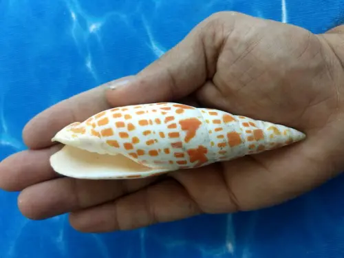 Concha do Mar Mitra 11