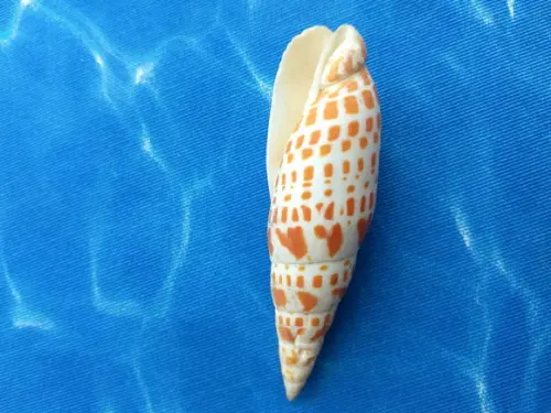 Concha do Mar Mitra 11